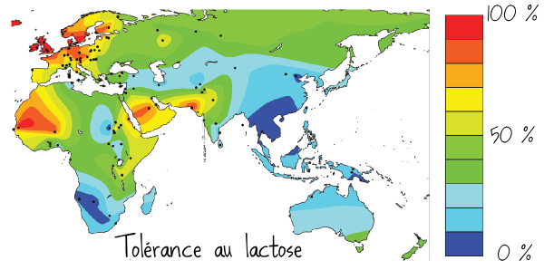 Intolerance au lactose