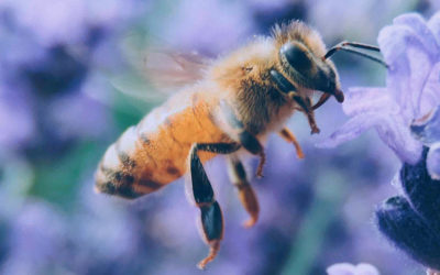 Le pollen : une richesse naturelle