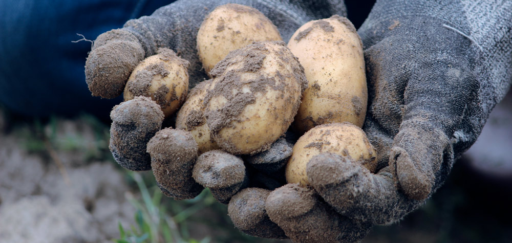Permaculture : agriculture permanente