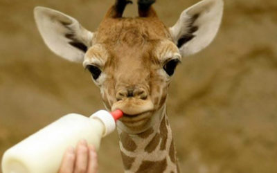 Je peux boire du lait ? Oui, mon bébé… Non, ma grande