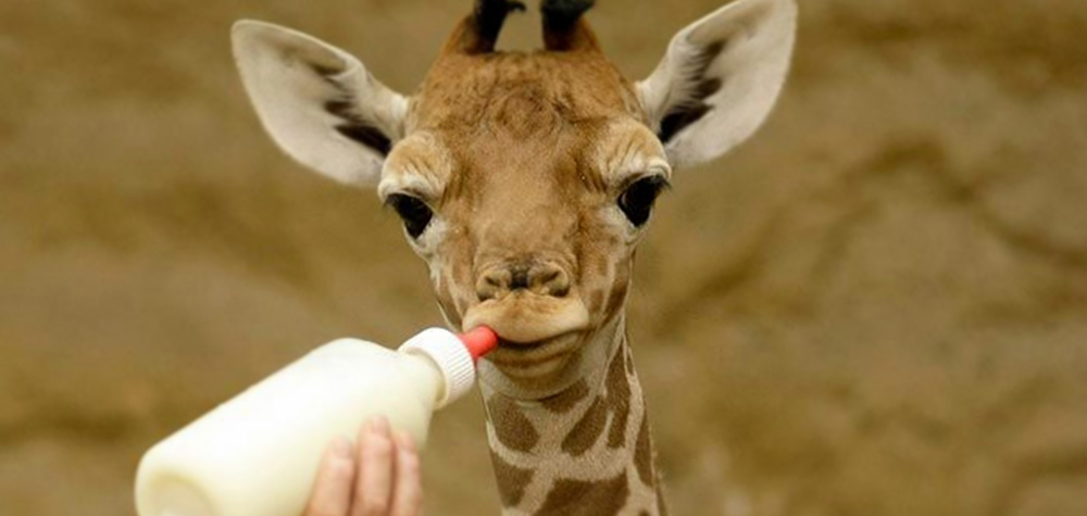 Je peux boire du lait ? Oui, mon bébé… Non, ma grande